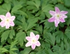Show product details for Anemone nemorosa Latvian Pink